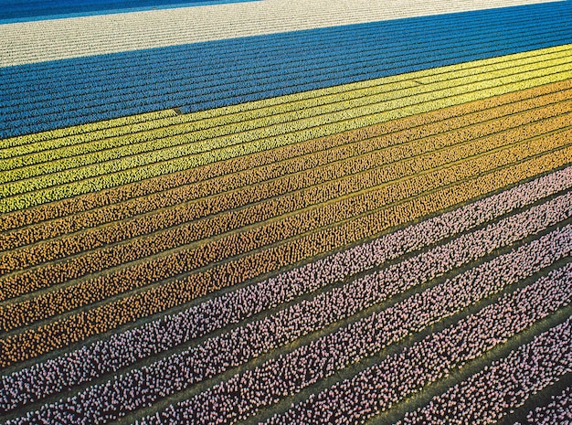 Foto fotografía completa de un campo agrícola