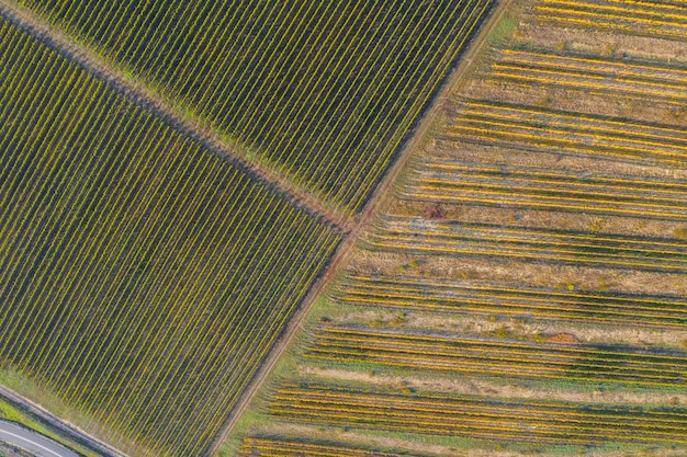 Foto fotografía completa de un campo agrícola