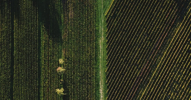 Fotografía completa de un campo agrícola