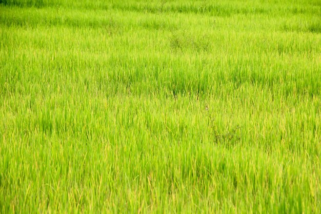 Fotografía completa del campo de arroz