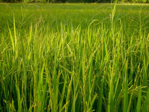 Foto fotografía completa del campo de arroz