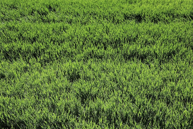 Foto fotografía completa de un campo cubierto de hierba