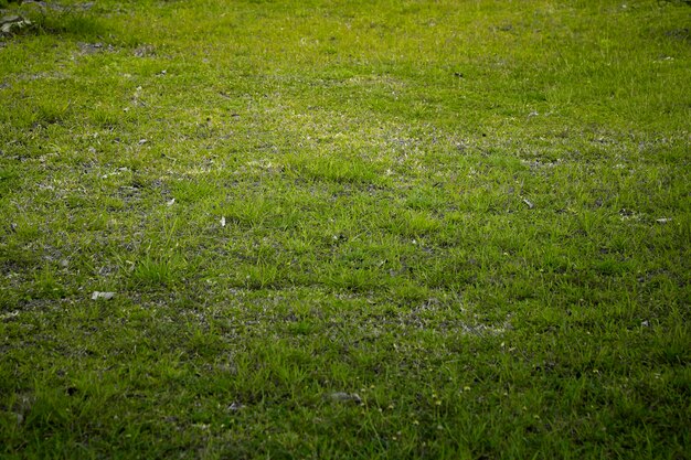 Fotografía completa de un campo cubierto de hierba