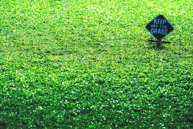 Foto fotografía completa de un campo cubierto de hierba