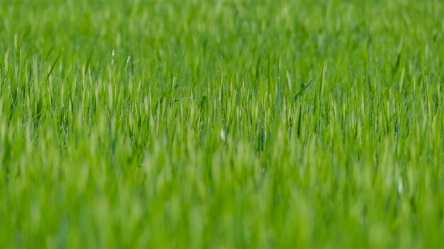 Foto fotografía completa de un campo cubierto de hierba