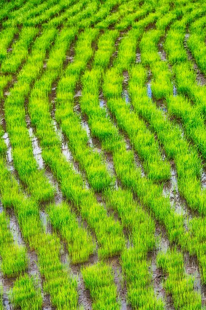 Foto fotografía completa del campo de maíz