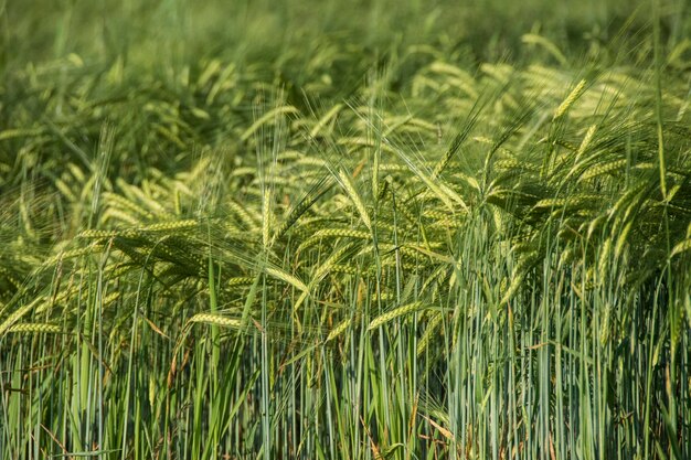 Foto fotografía completa del campo de maíz