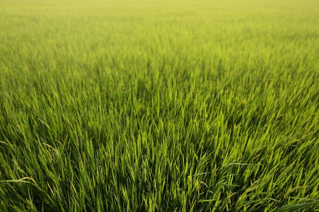 Foto fotografía completa del campo de maíz