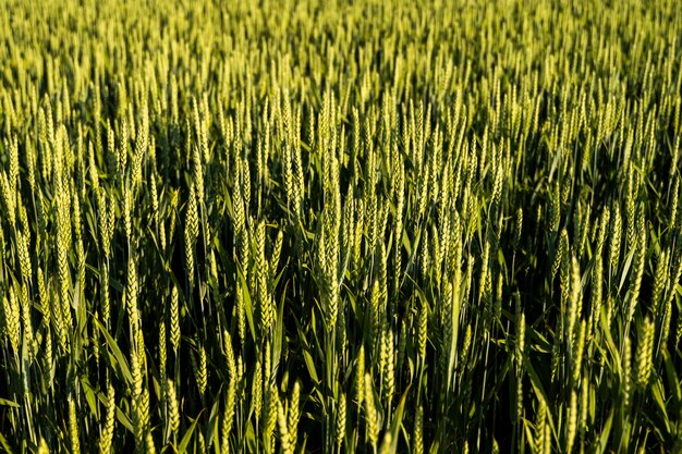 Foto fotografía completa del campo de trigo