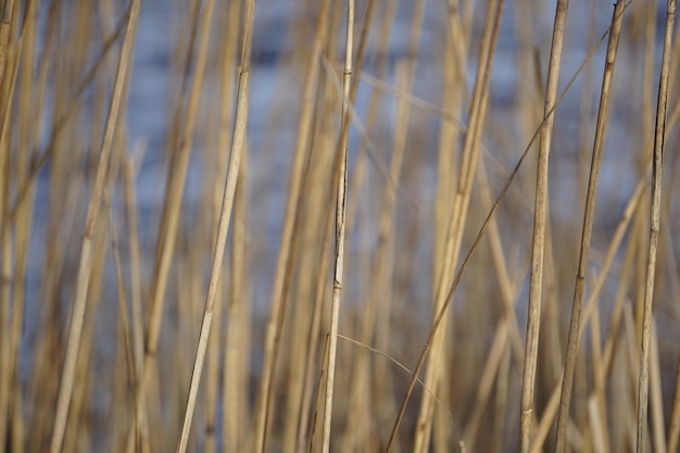 Fotografía completa de un campo de trigo