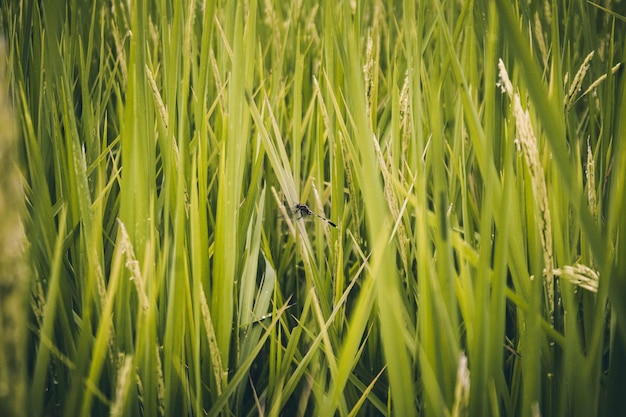 Foto fotografía completa del campo de trigo