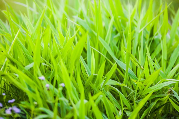 Foto fotografía completa de un campo verde fresco