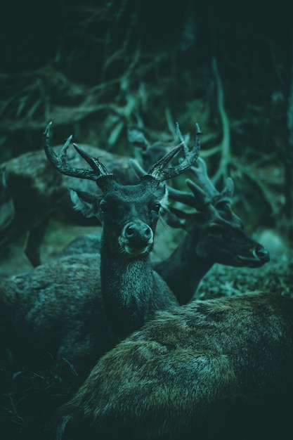 Fotografía completa de un ciervo en el bosque por la noche