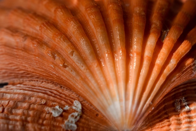 Fotografía completa de una concha de mar