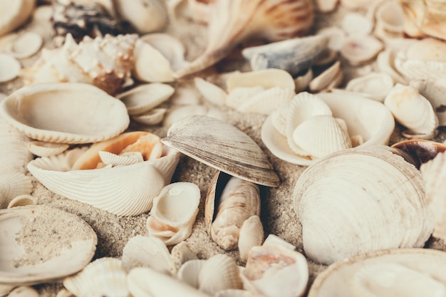 Fotografía completa de conchas marinas en la playa