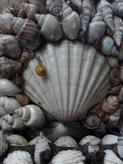 Fotografía completa de las conchas marinas