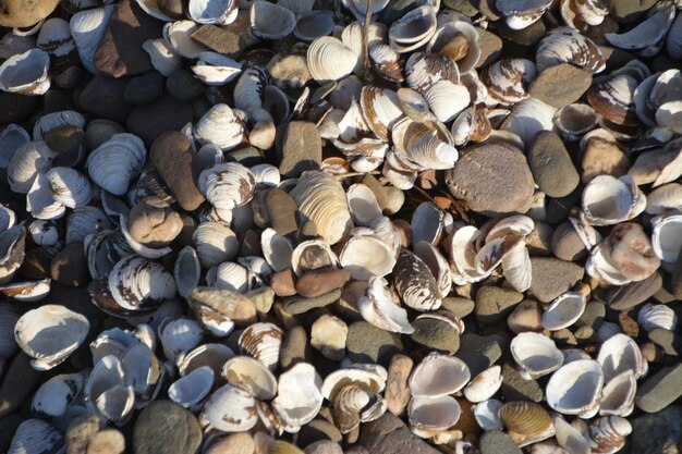 Fotografía completa de las conchas en la playa