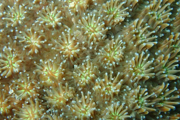 Foto fotografía completa del coral en el mar