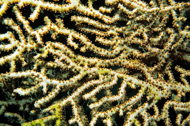 Foto fotografía completa del coral en el mar