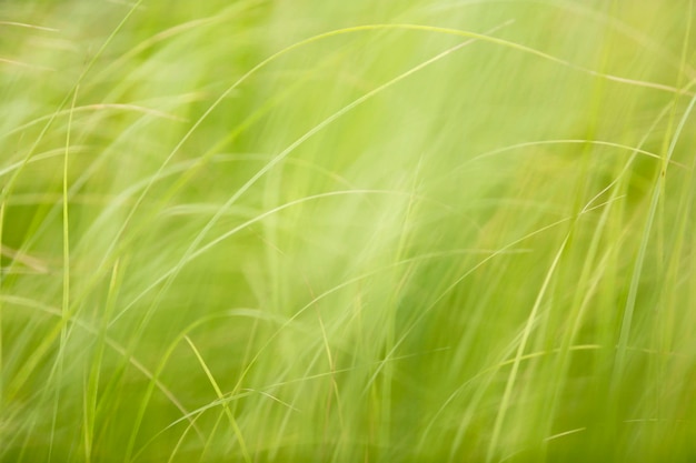 Foto fotografía completa de los cultivos que crecen en el campo