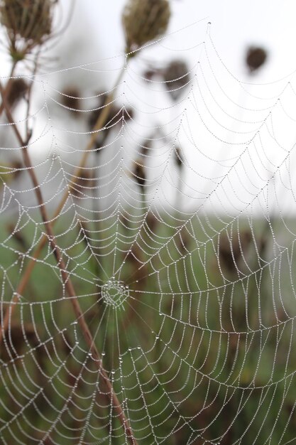 Fotografia completa da teia de aranha