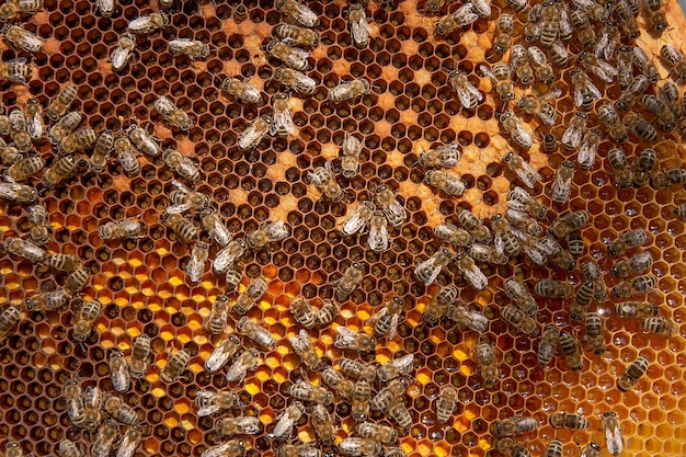 Fotografia completa de abelhas no favo de mel