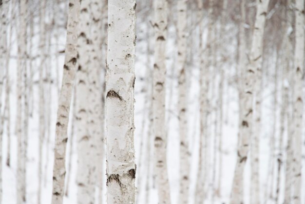 Fotografia completa de árvores na floresta durante o inverno