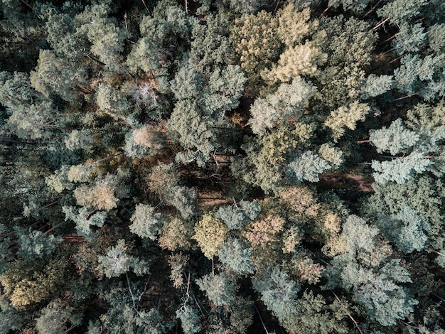 Fotografia completa de árvores na floresta