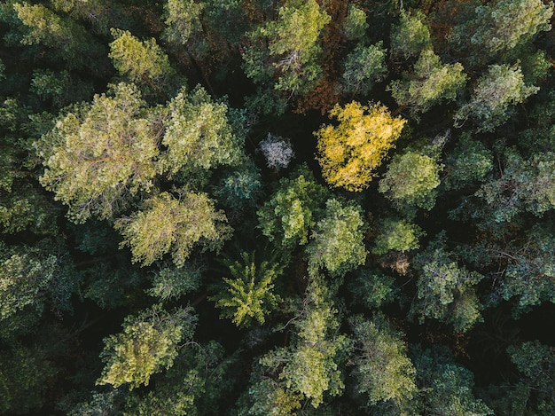 Fotografia completa de árvores na floresta