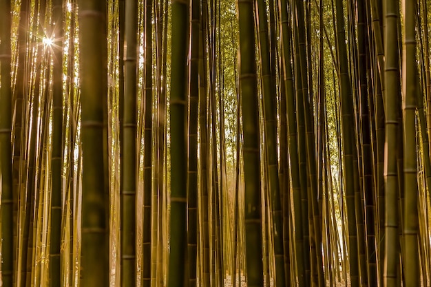 Fotografia completa de bambu na floresta