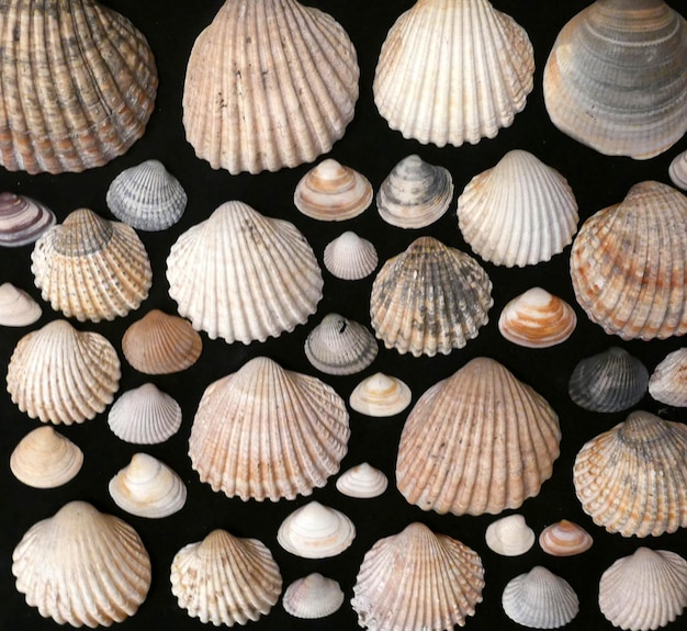 Fotografia completa de conchas dispostas contra um fundo preto