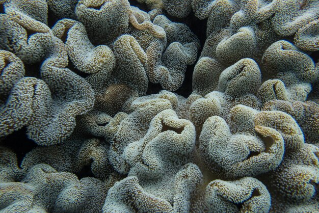 Foto fotografia completa de corais no mar