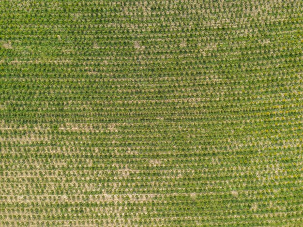 Fotografia completa de feijão verde