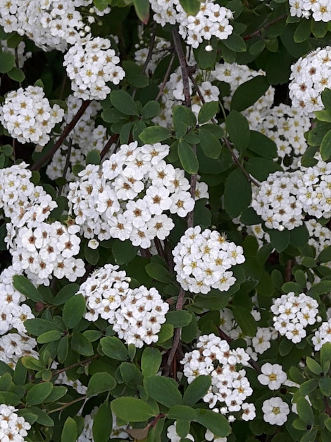 Foto fotografia completa de flores brancas
