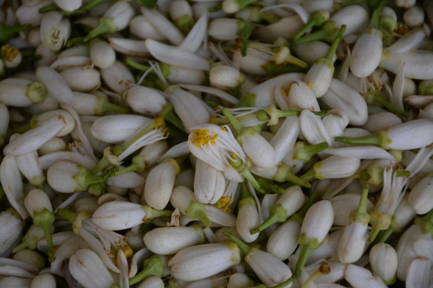 Fotografia completa de flores brancas