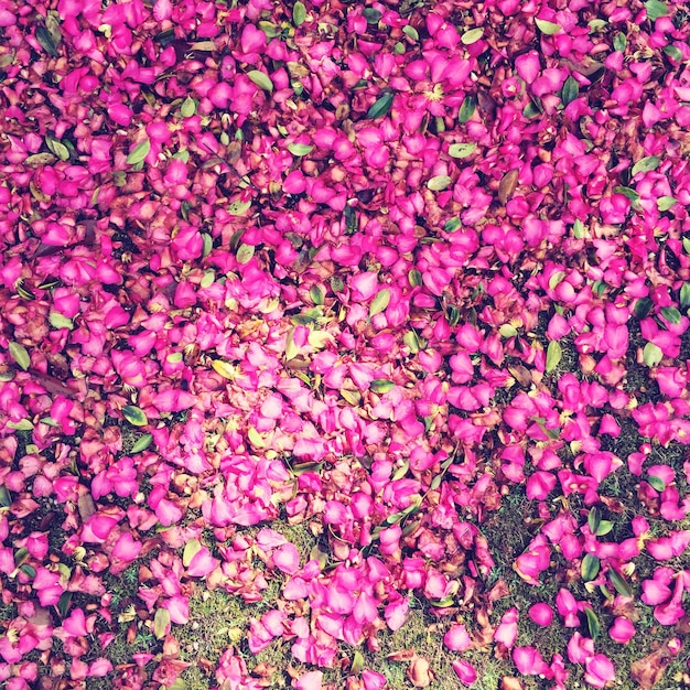 Fotografia completa de flores cor-de-rosa