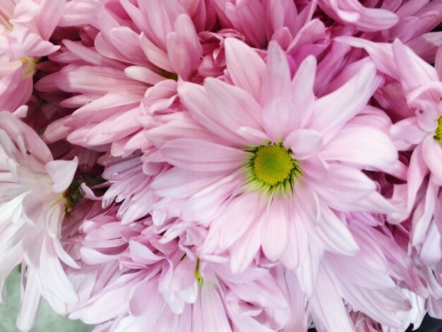 Foto fotografia completa de flores de dália rosa