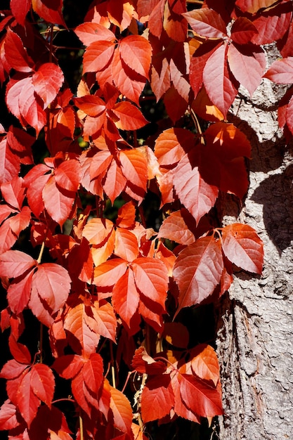 Foto fotografia completa de flores de laranja