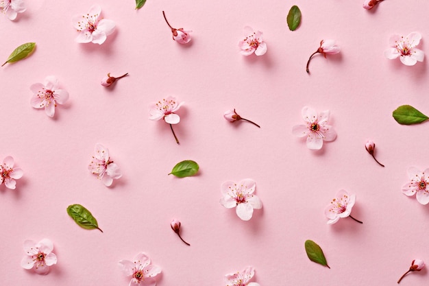 Fotografia completa de flores e folhas de cerejeira em fundo rosa