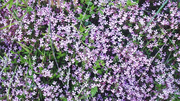 Foto fotografia completa de flores roxas em floração