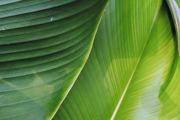 Fotografia completa de folhas de banana