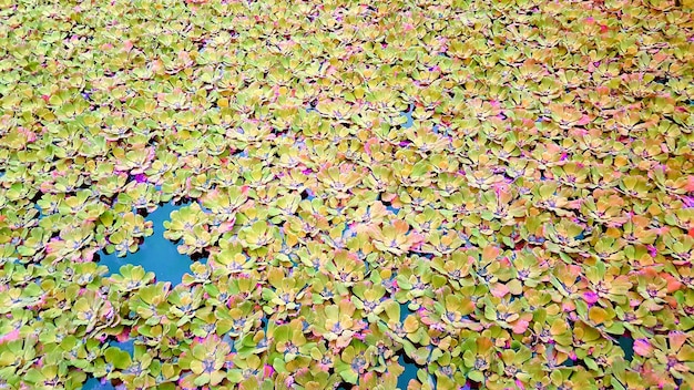 Fotografia completa de folhas de bordo flutuando na água