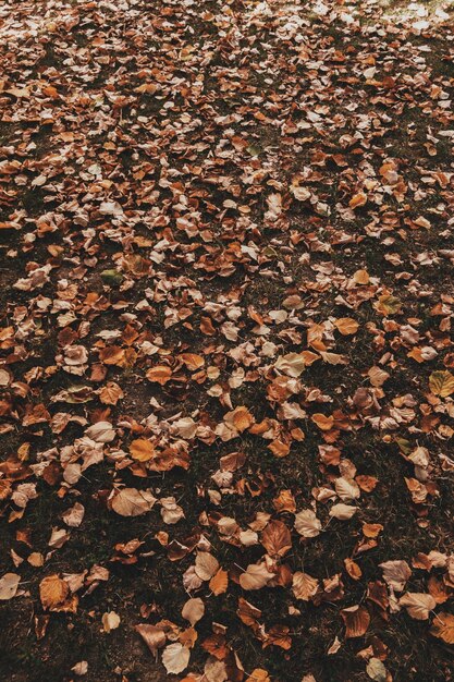 Foto fotografia completa de folhas de outono caídas na floresta