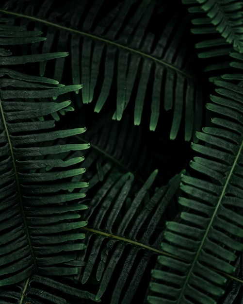 Fotografia completa de folhas de palmeira