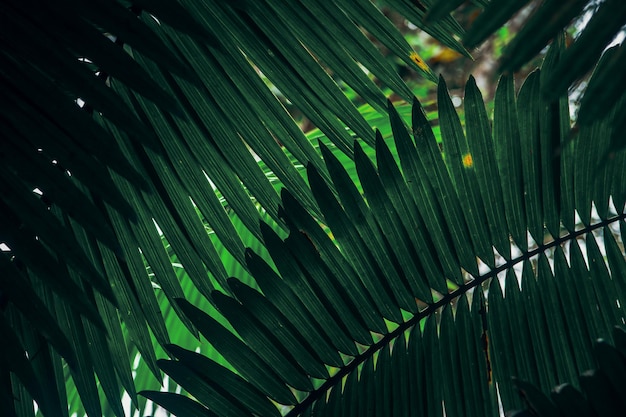 Fotografia completa de folhas de palmeira