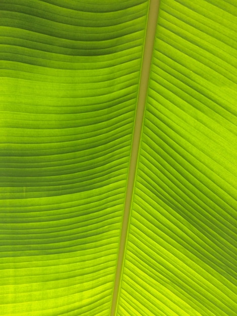 Foto fotografia completa de folhas de palmeira