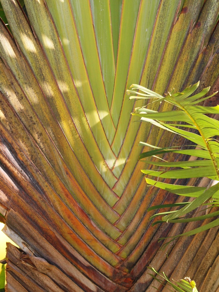 Foto fotografia completa de folhas de palmeira