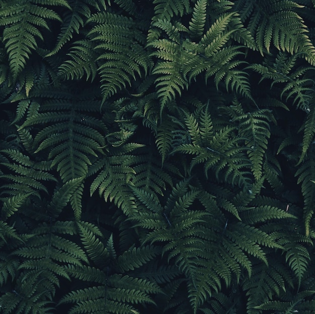 Fotografia completa de folhas de samambaia