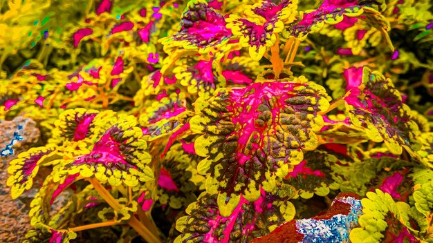 Fotografia completa de folhas multicoloridas