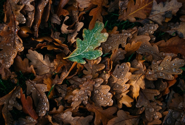 Fotografia completa de folhas secas de outono no campo